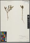 Foto von Salix purpurea L. x Salix viminalis L.
